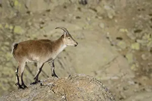 Sierra: Western Spanish ibex - standing on rocks - Sierra