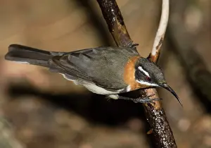 Spinebill: Western Spinebill - coming to drink at a secluded pool