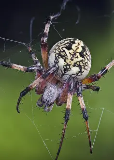 Jagged: Western Spotted Orbweaver also a Zig-Zag Spider