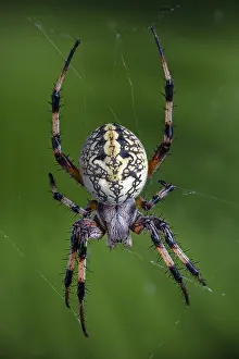 Jagged: Western Spotted Orbweaver also a Zig-Zag Spider