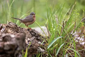 Passereau: WESTERN SUBALPINE WARBLER