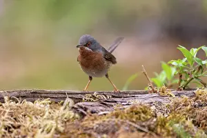 Passereau: WESTERN SUBALPINE WARBLER