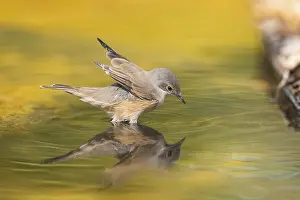 Pool: Western subalpine warbler (Curruca iberiae) at a water pool