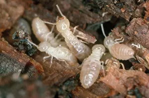 Reticulitermes: Western Subterranean Termites