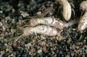 Reticulitermes: Western Subterranean Termites