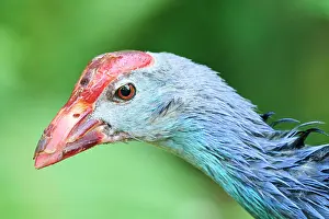 Rail: Western swamphen (Porphyrio porphyrio), portrait