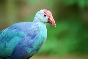 Rail: Western swamphen (Porphyrio porphyrio), portrait