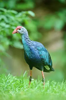 Rail: Western swamphen (Porphyrio porphyrio) standing