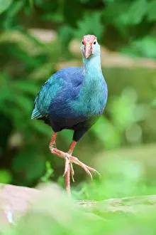 Rail: Western swamphen (Porphyrio porphyrio) walking on