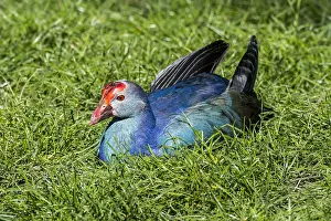 Headed: Western swamphen, sultana bird (Porphyrio porphyrio)