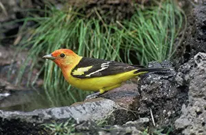 Ludoviciana: Western Tanager
