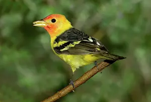 Cardinalidae: Western Tanager