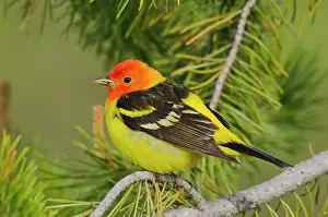 Ludoviciana: Western Tanager - Male