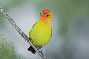 Ludoviciana: Western Tanager male