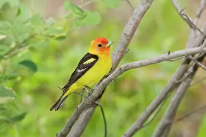 Ludoviciana: Western Tanager male