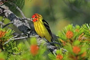 Ludoviciana: Western Tanager - male perched on Pine Tree