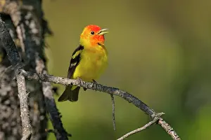 Ludoviciana: Western Tanager - male perched on Pine Tree singing