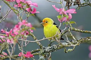 Ludoviciana: Western Tanager - male in pink dogwood tree - Spring