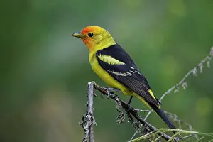 Ludoviciana: Western Tanager male Piranga ludoviciana Adult male in