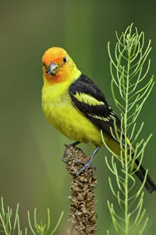 Ludoviciana: Western Tanager male Piranga ludoviciana Adult male in