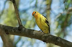 Ludoviciana: Western Tanager (Piranga ludoviciana)