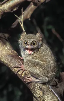 Sound: Western Tarsier (Cephalopachus bancanus), Bukit