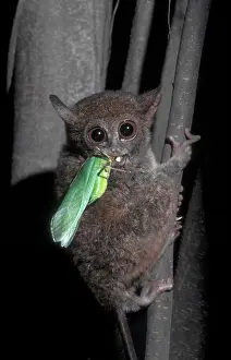 Swallowing: Western Tarsier (Cephalopachus bancanus) eating