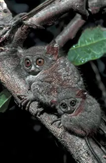 Sumatra: Western Tarsier (Cephalopachus bancanus) Female