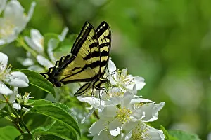 Mock: Western Tiger Swallowtail
