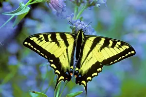 Rutulus: Western Tiger Swallowtail Butterfly