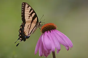 Rutulus: Western Tiger Swallowtail Butterfly