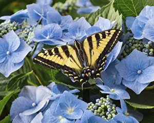Hydrangea: Western Tiger Swallowtail Butterfly (Papilio rutulus)
