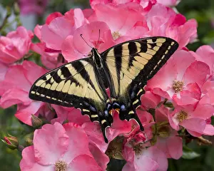 Swallowtails: Western Tiger Swallowtail Butterfly (Papilio rutulus)