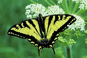 Rutulus: Western Tiger Swallowtail Butterfly on Queen AnneIs