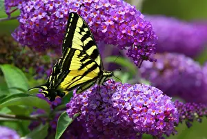 Buddleia: Western Tiger Swallowtail Butterfly - Summer, nectaring