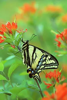 Paintbrushes: Western Tiger Swallowtail - on Indian Paintbrush