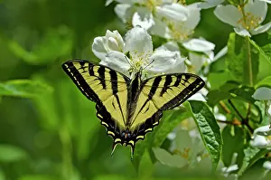 Suckle: Western Tiger Swallowtail - nectaring on mock-orange