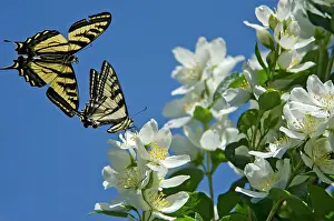 Pheromones: Western Tiger Swallowtail -nectaring on Mock-orange