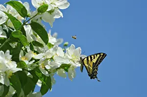 Suckle: Western Tiger Swallowtail - nectaring on Mock-orange