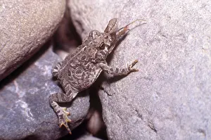 Anaxyrus: Western Toad
