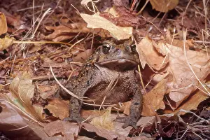 Anaxyrus: Western Toad