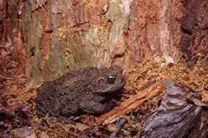 Anaxyrus: Western Toad