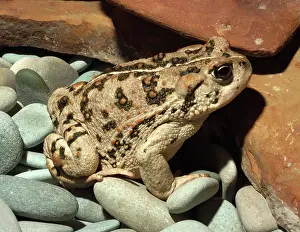 Boreas: Western Toad
