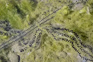 Northwestern: Western Toad egg strings (Anaxyrus boreas, formerly