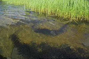 Boreas: Western Toad - mass of Tadpoles