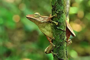 Polypedates: Western Tree Frog