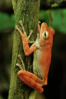 Polypedates: Western Tree Frog