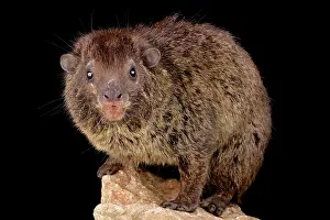 Rwanda: Western tree hyrax (Dendrohyrax dorsalis) on black