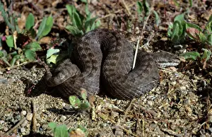 Twin: Western Twin-spotted Rattlesnake