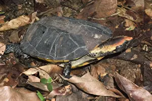 Amazonia: Western Twist-Necked Turtle